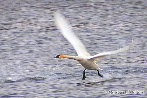 Swan Taking Flight_DSCF6021.jpg - Trumpeter Swan (Cygnus buccinator) photographed along the Rideau Canal Waterway at Smiths Falls, Ontario, Canada.